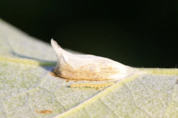 Larven en poppen shell — Stockfoto