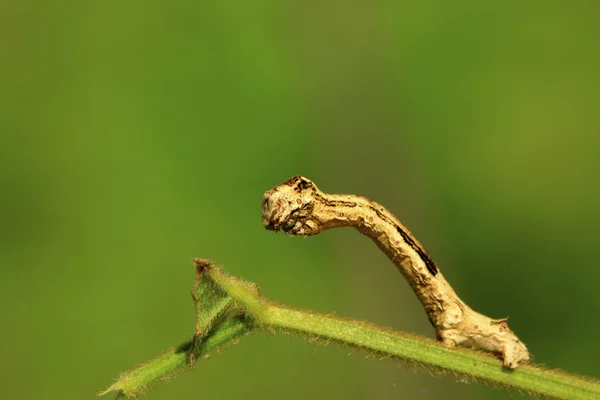 Geometrid op groene blad in het wild — Stockfoto