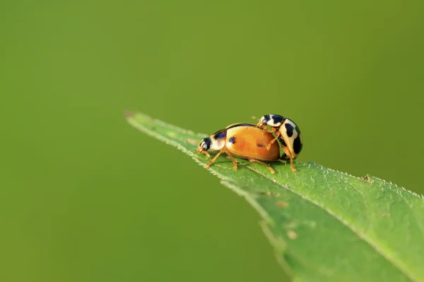 iki ladybugs yeşil bitki çiftleşme