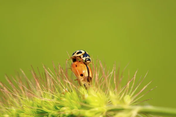Iki ladybugs yeşil bitki çiftleşme — Stok fotoğraf