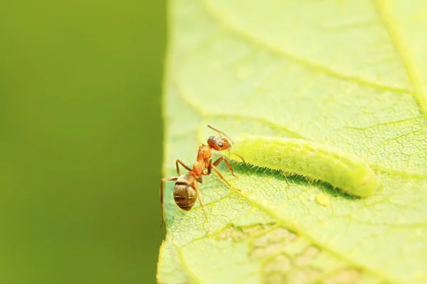 Mercerized brown forest ants — Stock Photo, Image