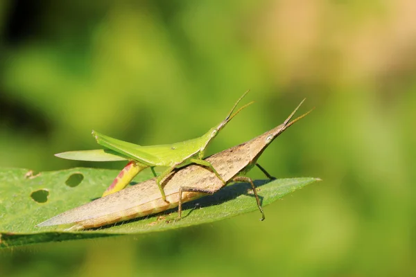Locust mating on green leaf in the wild — Stock Photo, Image