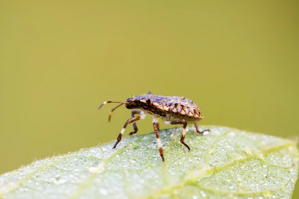 Larvas pretas de percevejos na folha verde — Fotografia de Stock