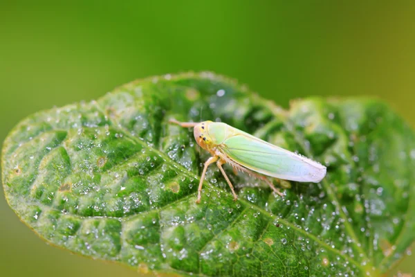 Leafhopper — Zdjęcie stockowe