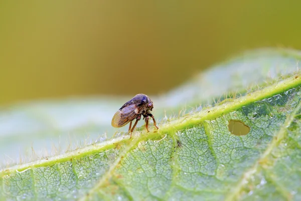 Membracidae insecten — Stockfoto