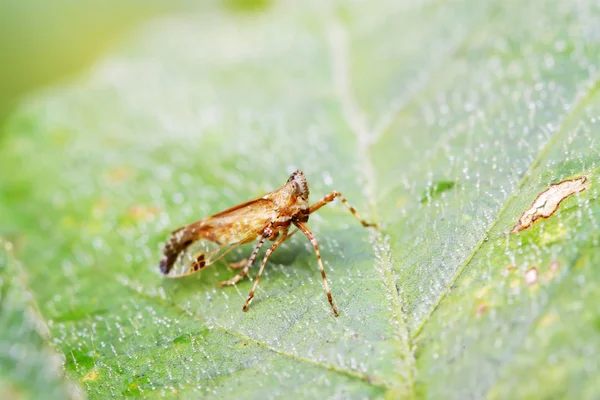 Wax cicade insecten — Stockfoto