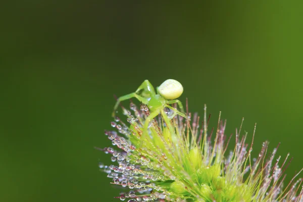 Ragno di granchio — Foto Stock