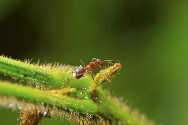 Mercerized brown forest ants — Stock Photo, Image