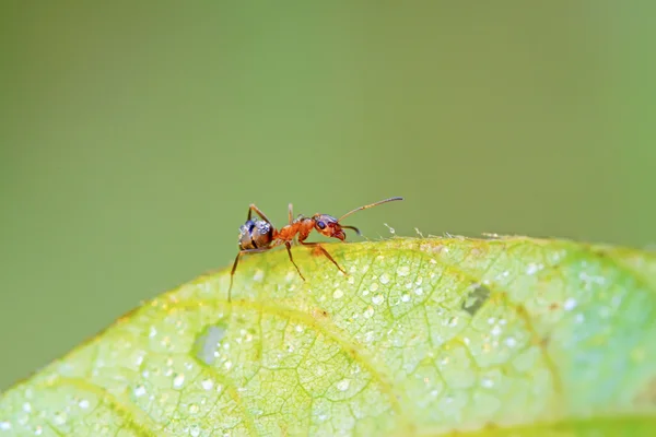 丝光褐林蚁 — 图库照片