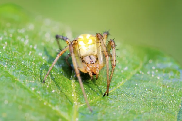 Spider — Stock Photo, Image