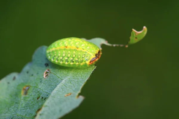 Thorn moth larvae — Stock Photo, Image