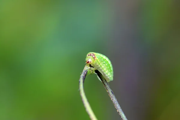 刺蛾幼虫 — 图库照片