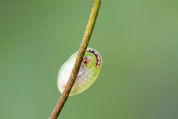 刺蛾幼虫 — 图库照片