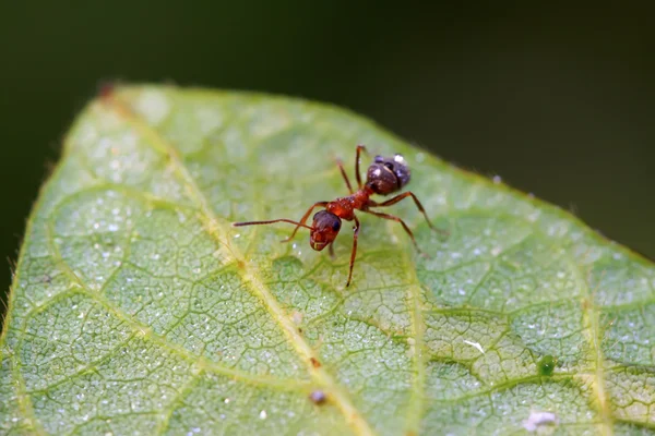 Mercerized brown forest ants — Stock Photo, Image