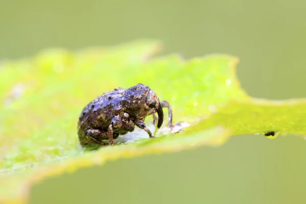 Rüsselkäfer — Stockfoto