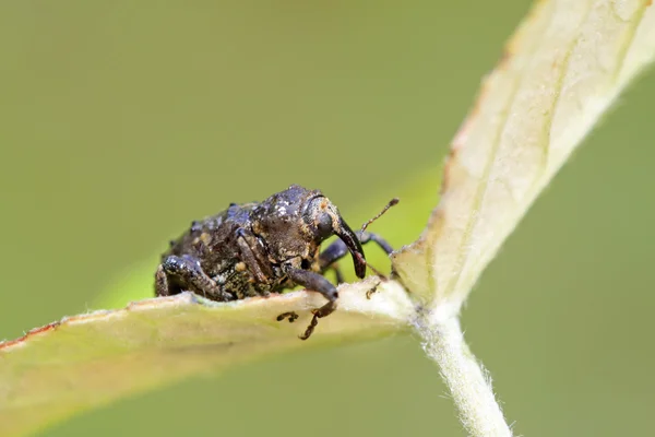 Weevil — Stock Photo, Image