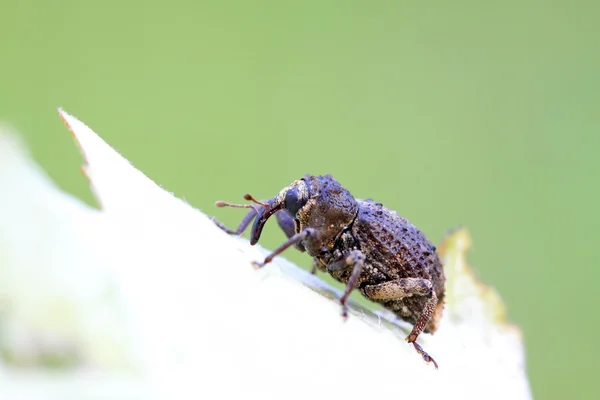 Weevil — Stock Photo, Image