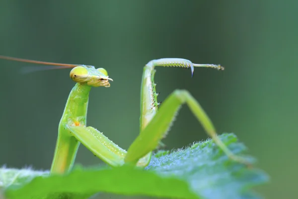 Tenodera mantis — Foto de Stock