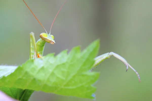 Tenodera богомола — стоковое фото