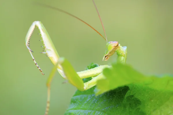 Tenodera mantis — Stock Photo, Image