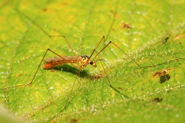 Insetti zanzare su foglia verde — Foto Stock