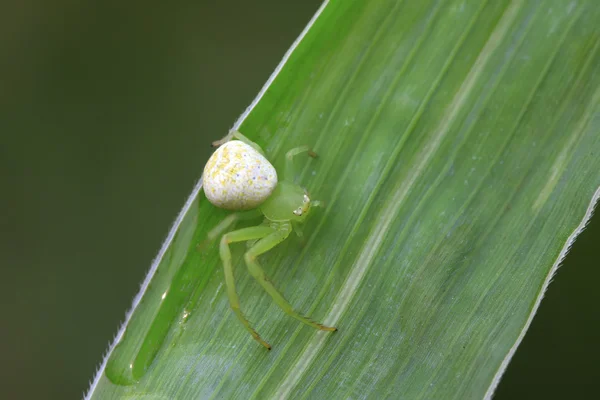 Behinderte Krabbenspinnen — Stockfoto