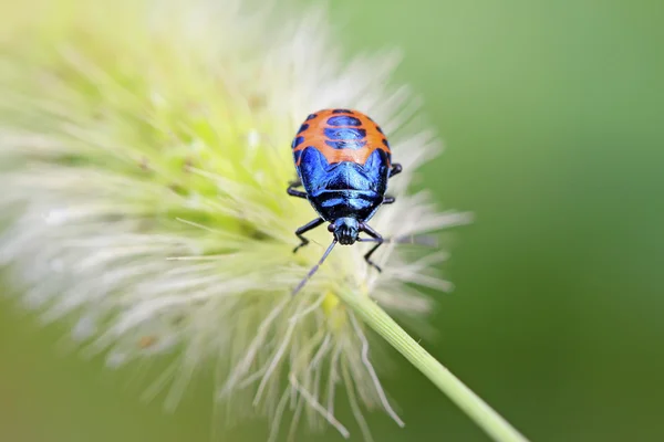 Black stinkbug larvae on green leaf — Stock Photo, Image