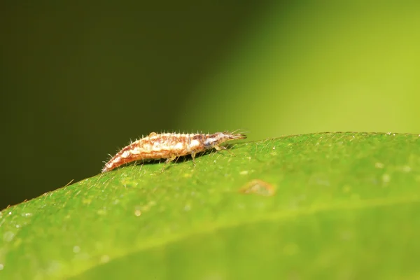 Big lacewing flies larvae - aphid lions — Stock Photo, Image
