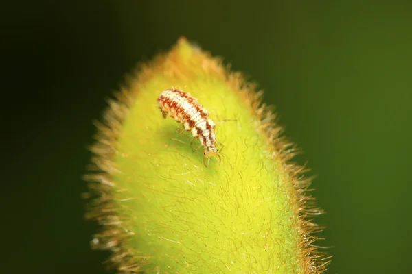 Grote lacewing vliegt larven - aphid lions — Stockfoto
