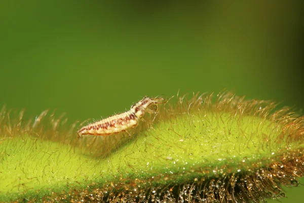 Larvas de moscas de lacewing grandes - leões de pulgões — Fotografia de Stock