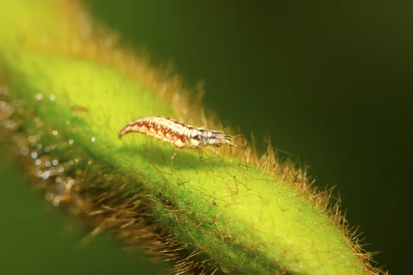 Grote lacewing vliegt larven - aphid lions — Stockfoto