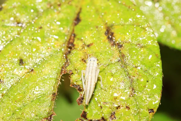 Leafhopper larvy — Stock fotografie