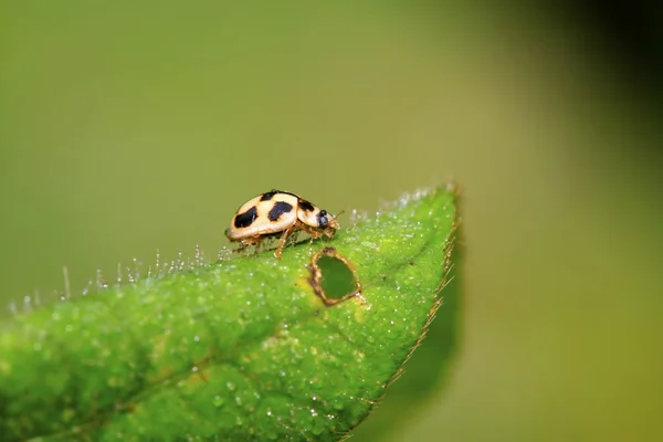 Lieveheersbeestje op groene plant — Stockfoto