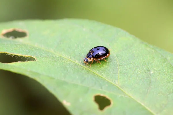 Lieveheersbeestje op groene plant — Stockfoto