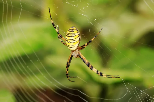 Spinne — Stockfoto