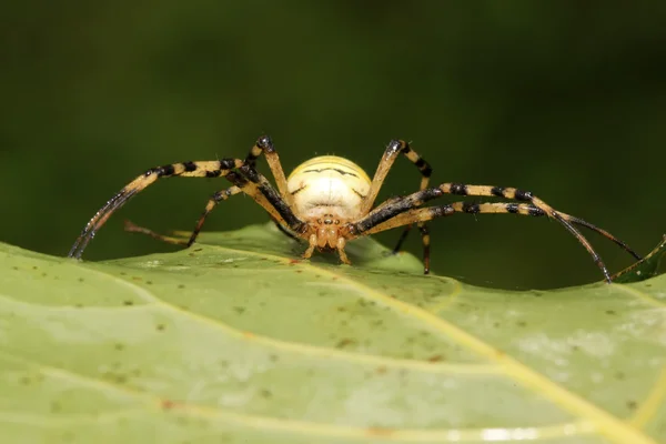 Spinne — Stockfoto