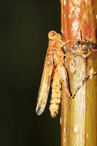 Dead locusts on green leaf — Stock Photo, Image