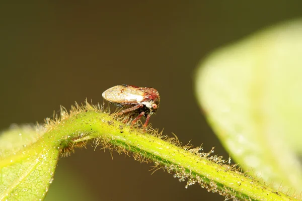 Membracidae hmyz — Stock fotografie