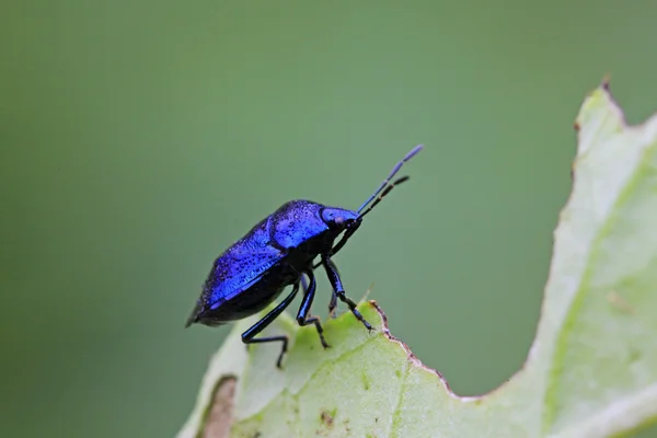 Μωβ stinkbug σε πράσινο φύλλο — Φωτογραφία Αρχείου