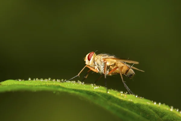 Крупним планом м'ясна муха — стокове фото