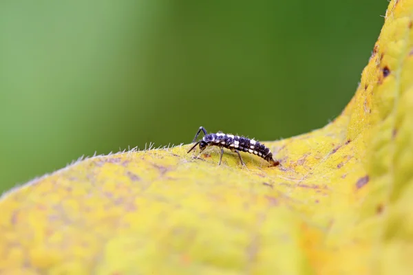 Larve di coccinella — Foto Stock