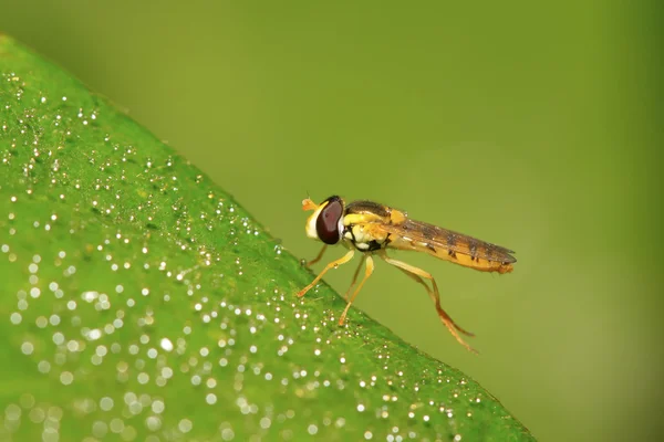 Insetti Syrphidae — Foto Stock