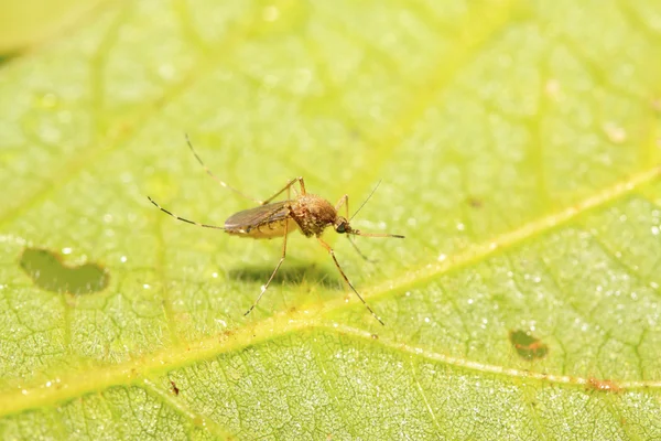 Mosquito — Stock Photo, Image