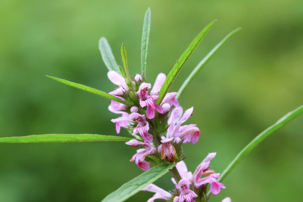labiatae flowers motherwort