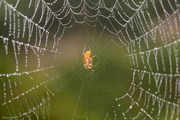 Araña — Foto de Stock