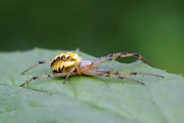Păianjen — Fotografie, imagine de stoc
