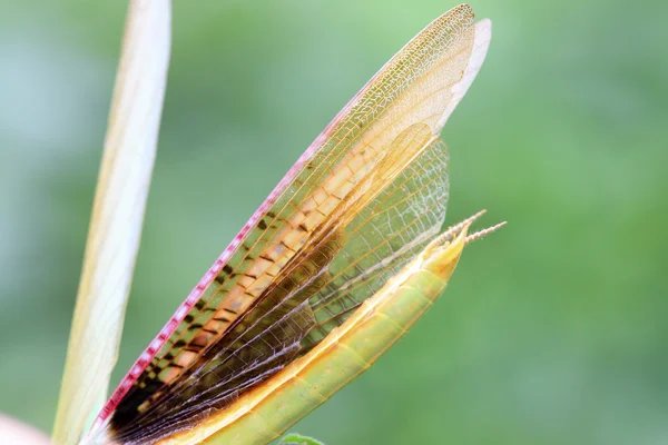 Mantis wings — Stock Photo, Image