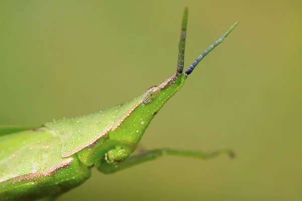 Cabeza de langosta — Foto de Stock