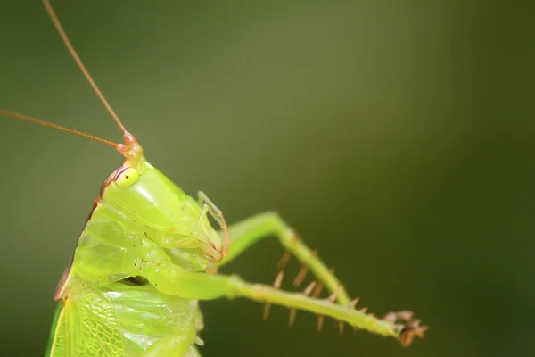 Nymfy Katydids — Stock fotografie