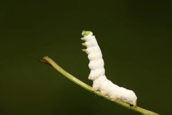 Infektion beauveria bassiana Insekten, Zombie auf Pflanzen — Stockfoto